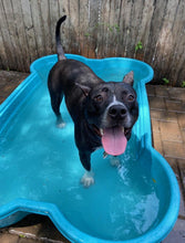Bone Pool™ by One Dog One Bone™️