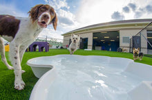 2 QTY Bone Pool™️and 1 QTY Paw Pool™️ Package by One Dog One Bone™️