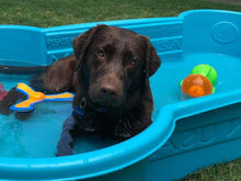 2 QTY Bone Pool™️ Package by One Dog One Bone™️