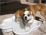 3 QTY Bone Pool™️ and 1 QTY Paw Pool™️ Package by One Dog One Bone™️